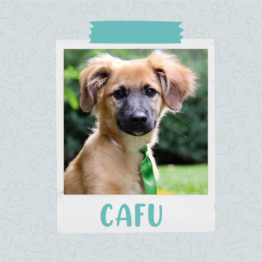 Cafu, cachorro de porte médio para adoção em São Paulo - SP