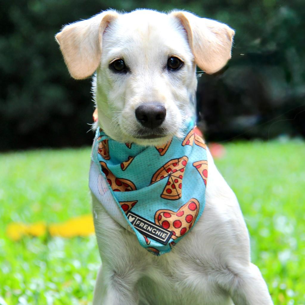 Pelé, cachorro de porte médio para adoção em São Paulo - SP