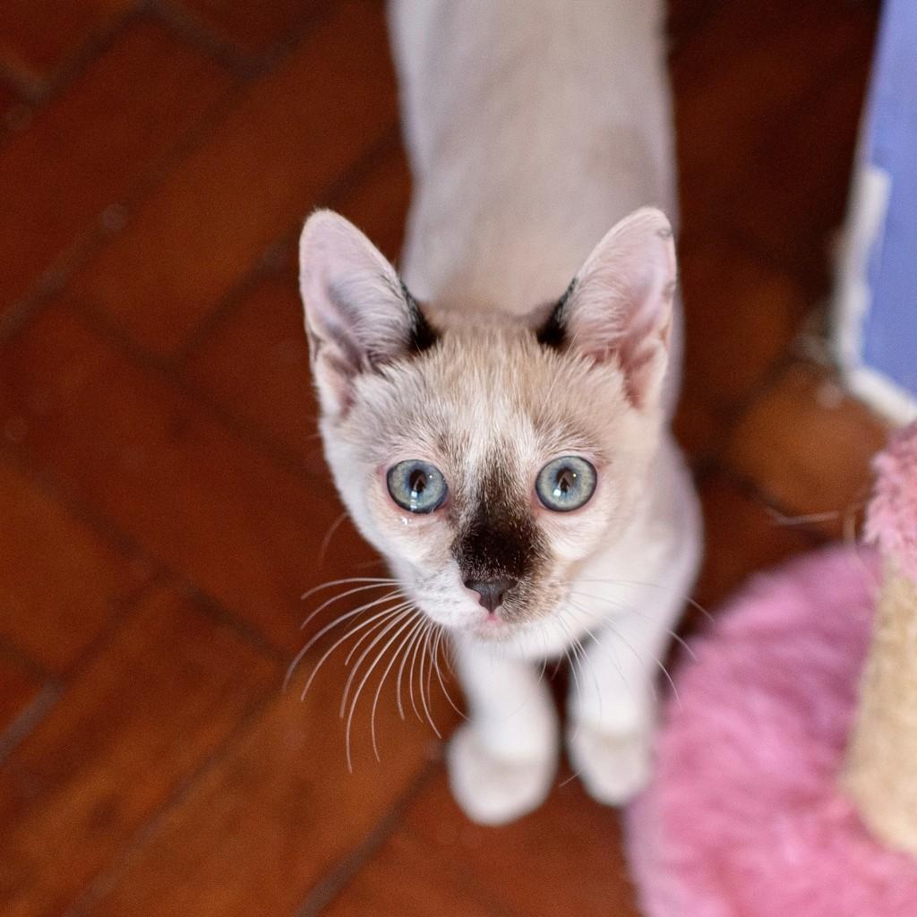 Nora, gata de porte pequeno para adoção em São Paulo - SP