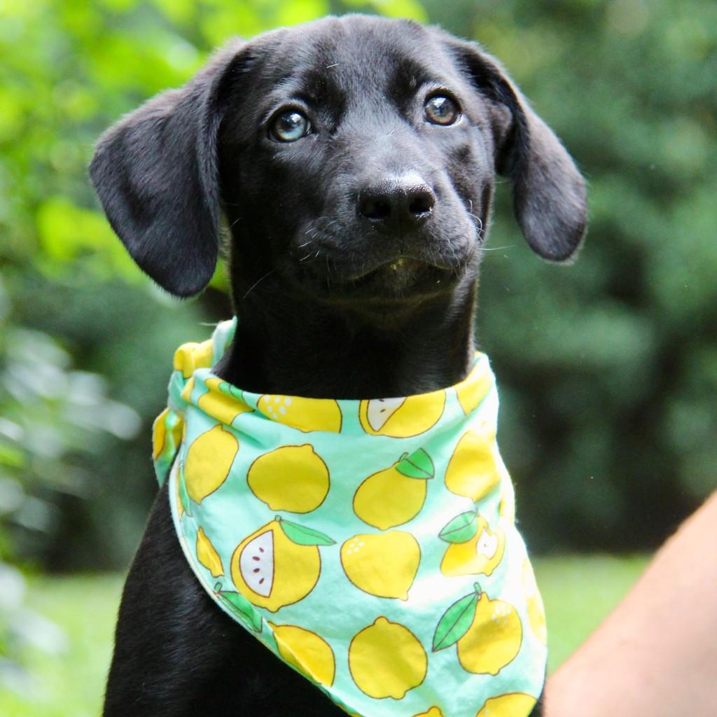 Brócolis, cachorro de porte médio para adoção em Campinas - SP
