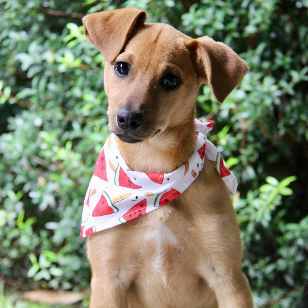 Melancia, cachorro de porte médio para adoção em Campinas - SP