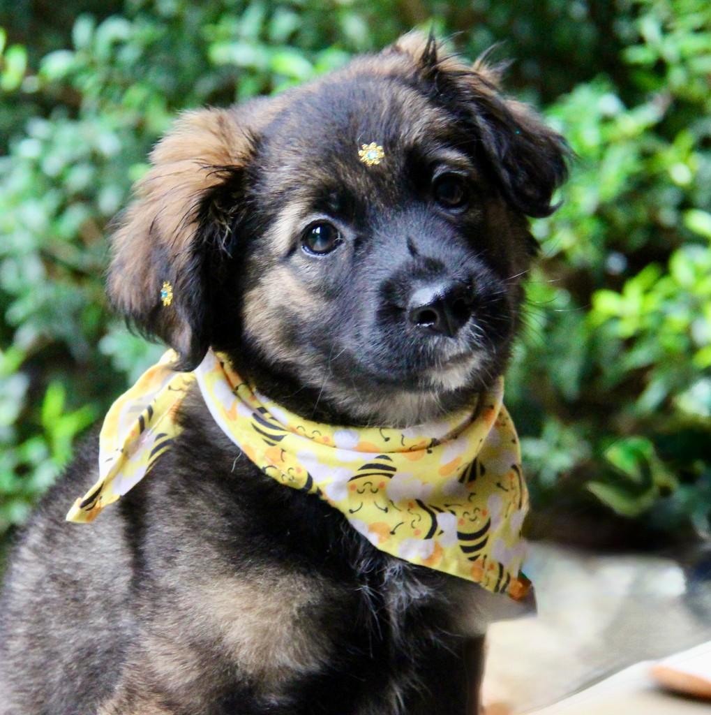 Manga, cachorro de porte pequeno para adoção em Campinas - SP