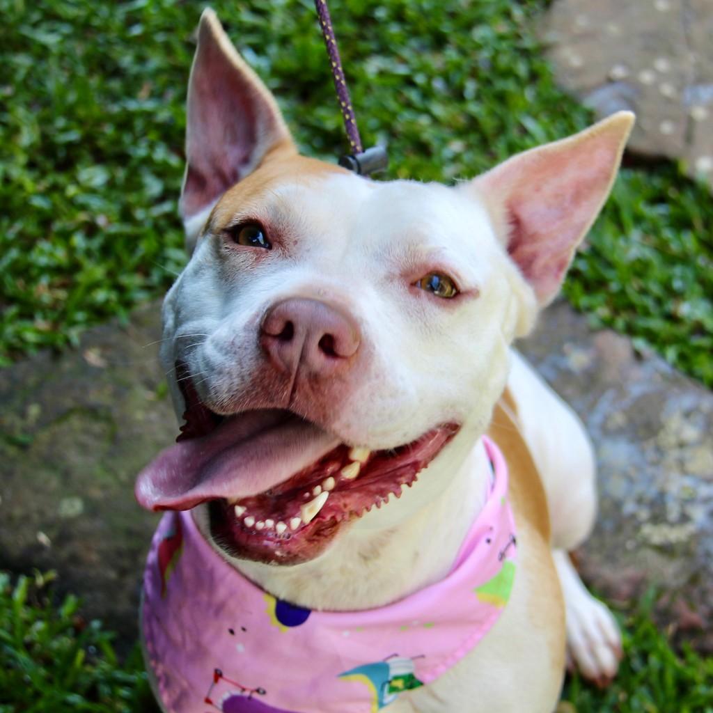 Vick, cadela de porte médio para adoção em São Paulo - SP