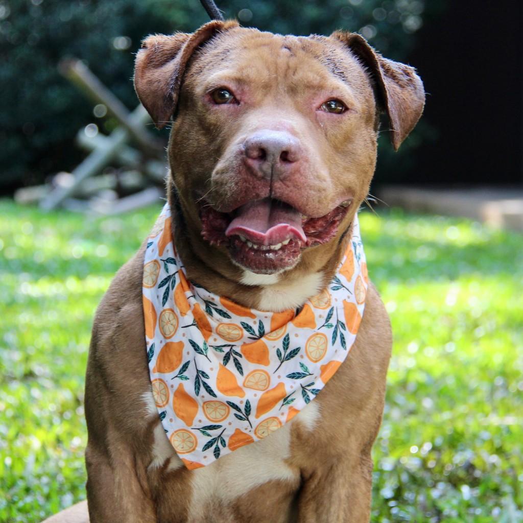 Atlas, cachorro de porte grande para adoção em São Paulo - SP