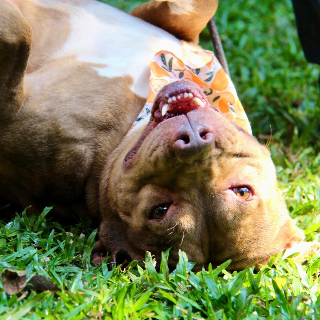Atlas, cachorro de porte grande para adoção em São Paulo - SP — foto 2 de 12