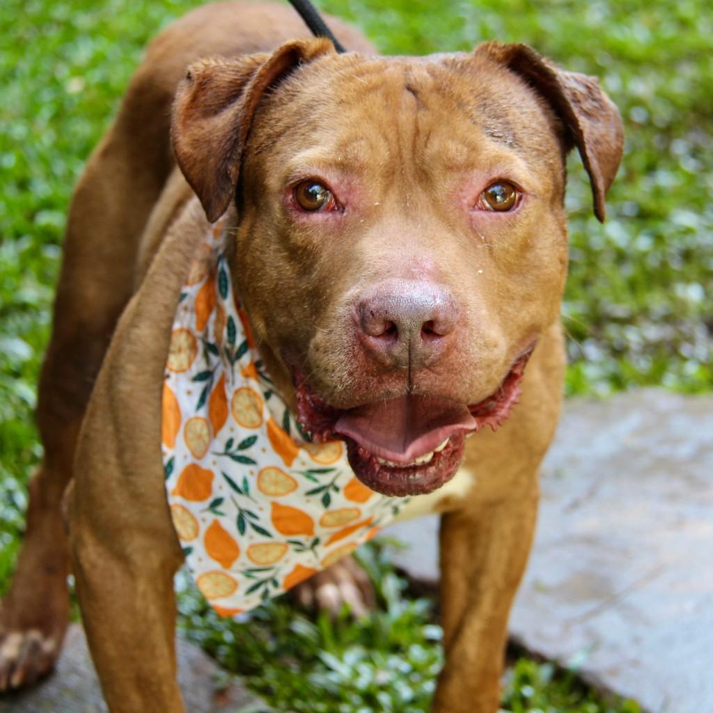 Atlas, cachorro de porte grande para adoção em São Paulo - SP — foto 3 de 12