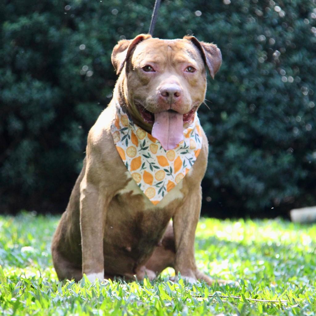 Atlas, cachorro de porte grande para adoção em São Paulo - SP — foto 4 de 12