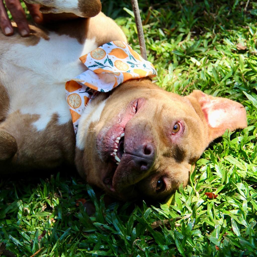 Atlas, cachorro de porte grande para adoção em São Paulo - SP — foto 5 de 12