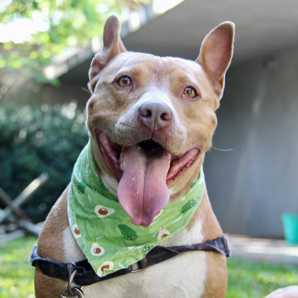 Zeus, cachorro de porte médio para adoção em São Paulo - SP