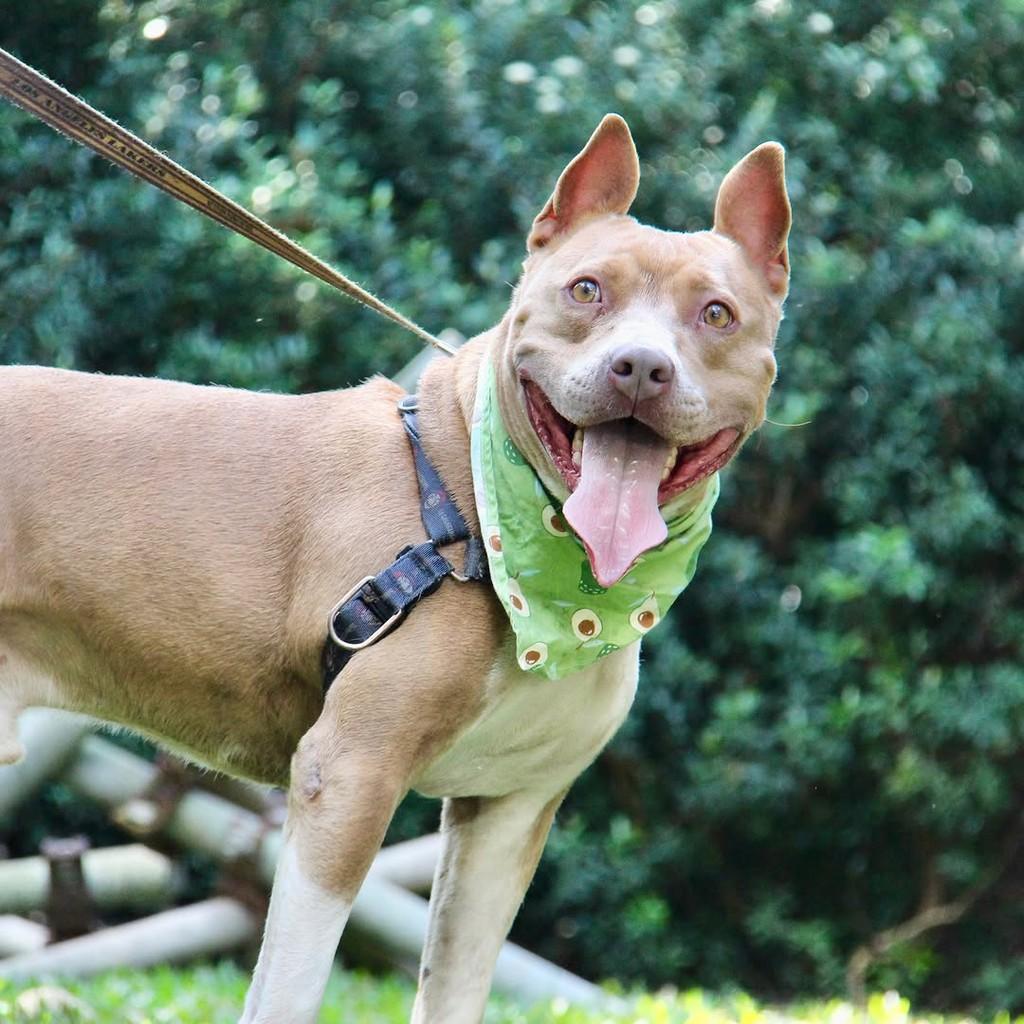 Zeus, cachorro de porte médio para adoção em São Paulo - SP — foto 2 de 11