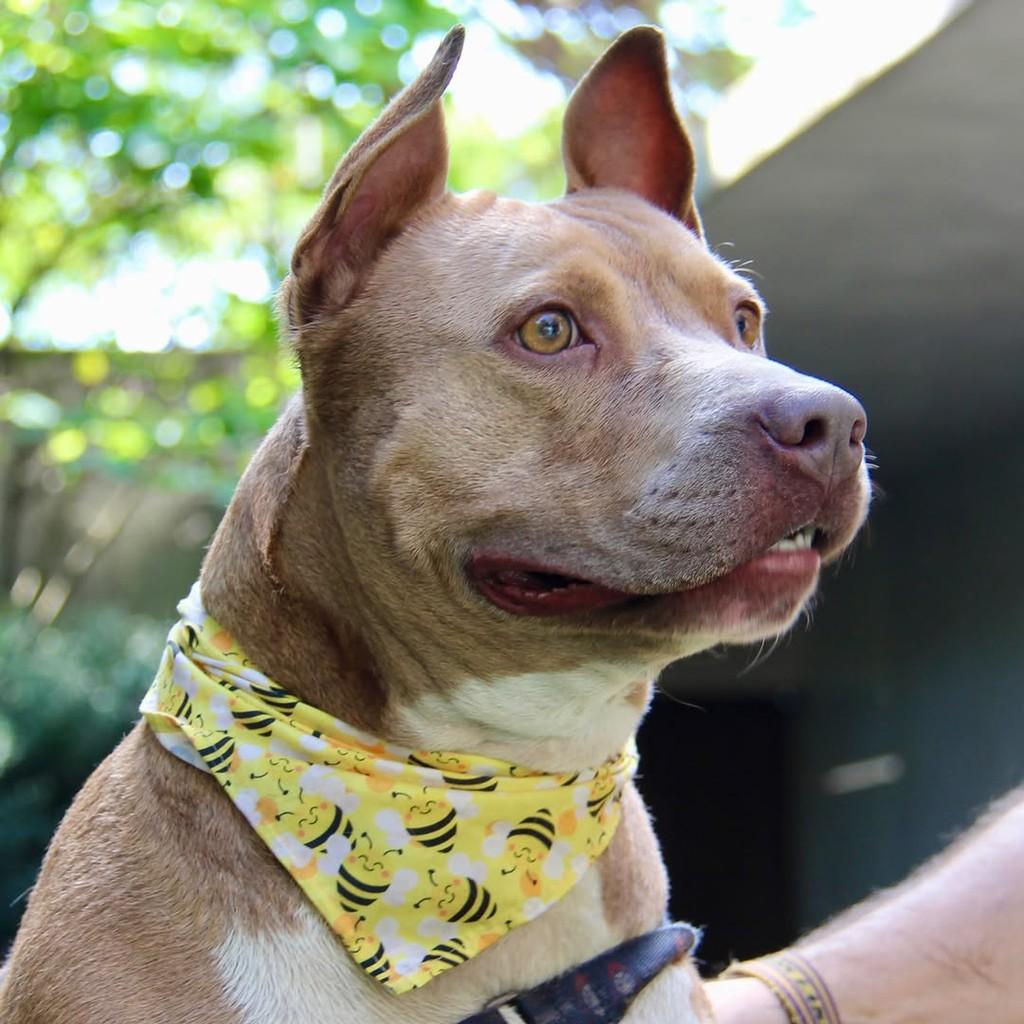 Zeus, cachorro de porte médio para adoção em São Paulo - SP — foto 3 de 11