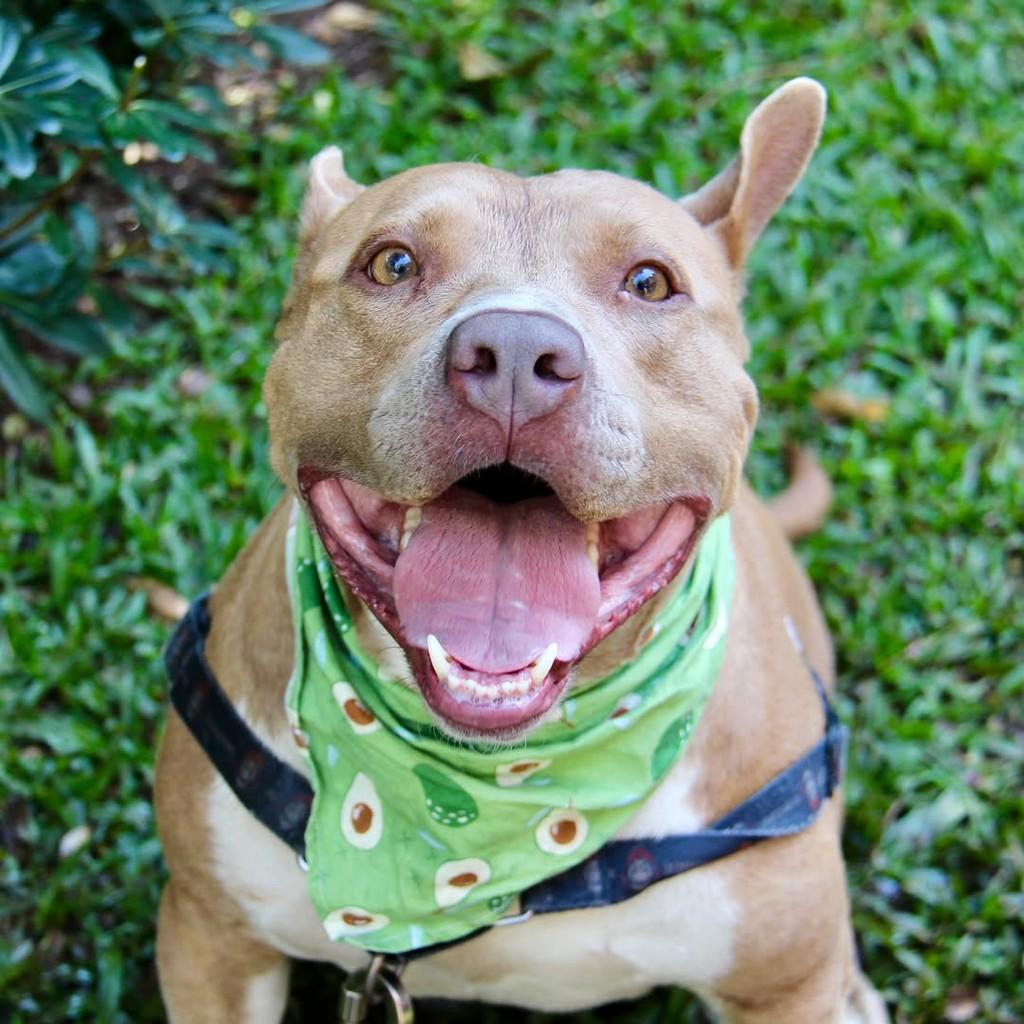 Zeus, cachorro de porte médio para adoção em São Paulo - SP — foto 4 de 11