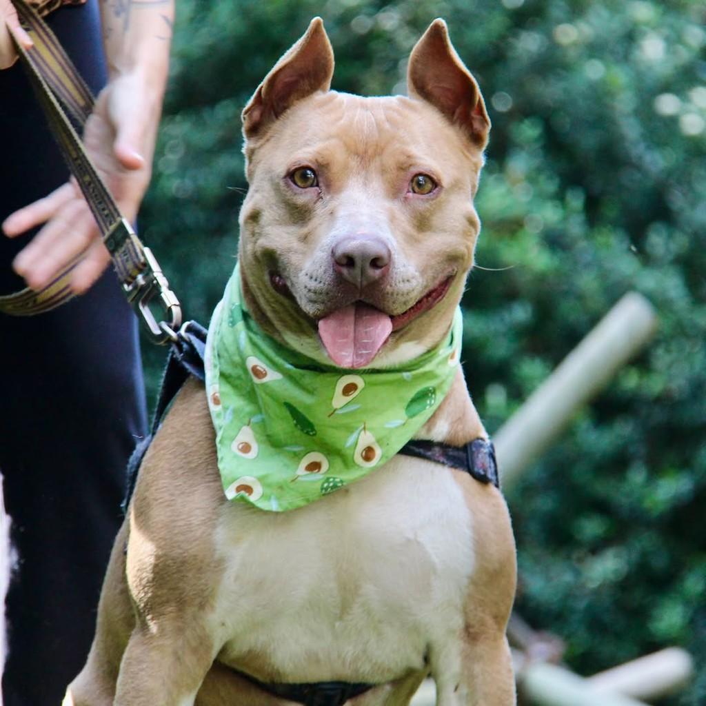 Zeus, cachorro de porte médio para adoção em São Paulo - SP — foto 5 de 11