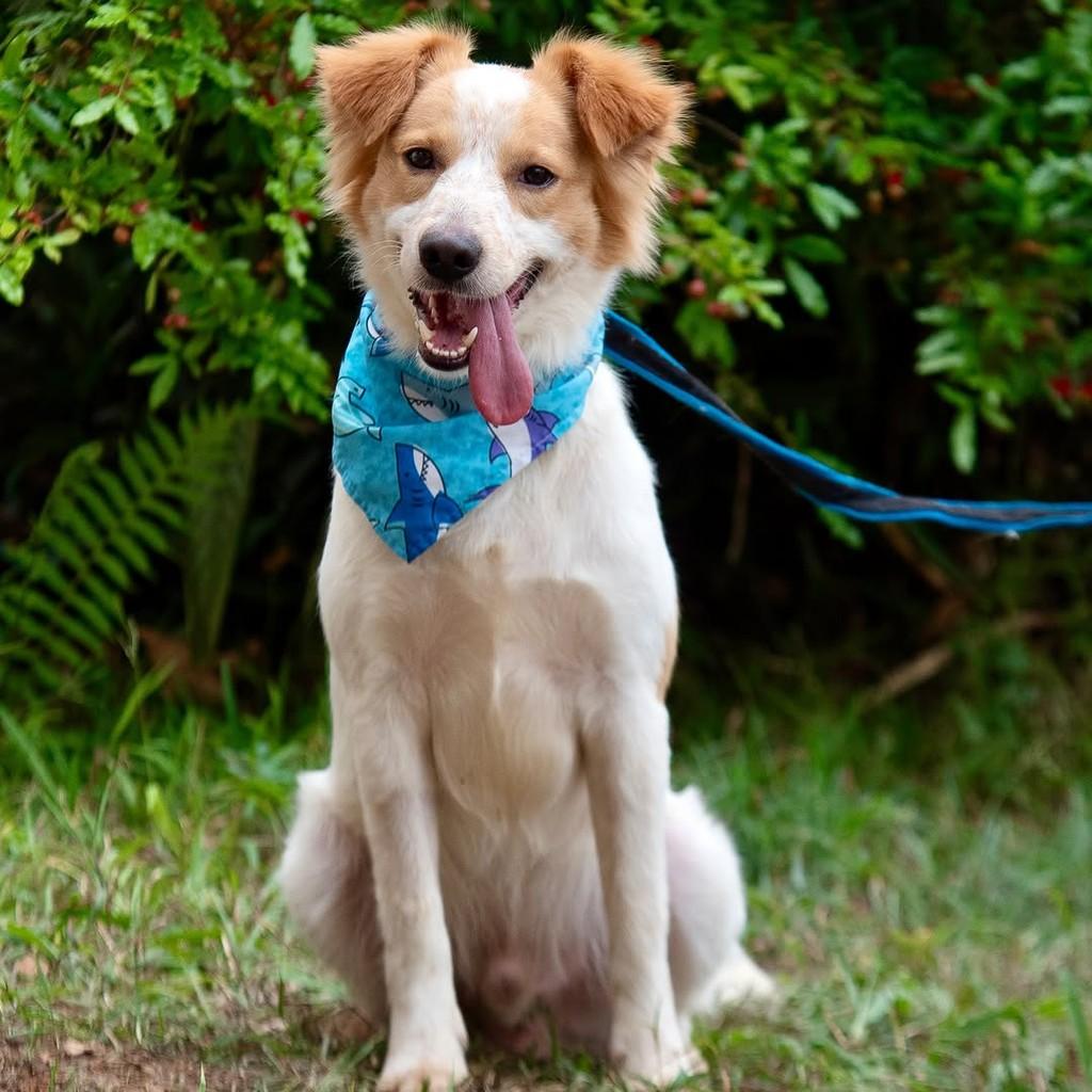 Pitoresco, cachorro de porte pequeno para adoção em São Paulo - SP