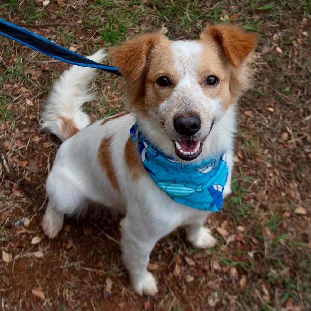 Pitoresco, cachorro de porte pequeno para adoção em São Paulo - SP — foto 2 de 10