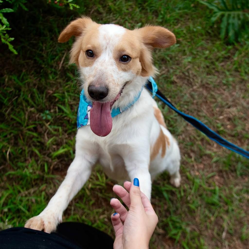 Pitoresco, cachorro de porte pequeno para adoção em São Paulo - SP — foto 3 de 10