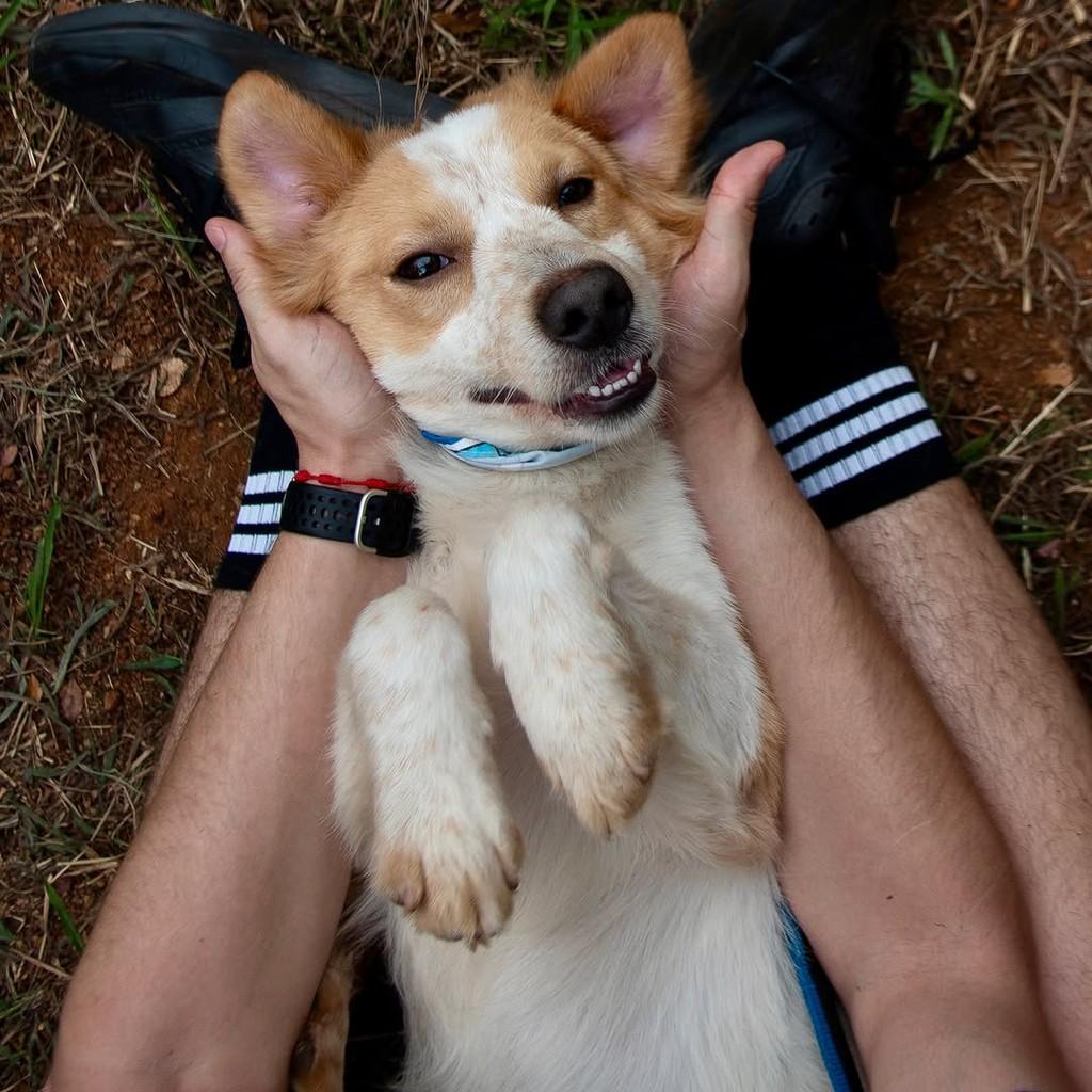 Pitoresco, cachorro de porte pequeno para adoção em São Paulo - SP — foto 4 de 10