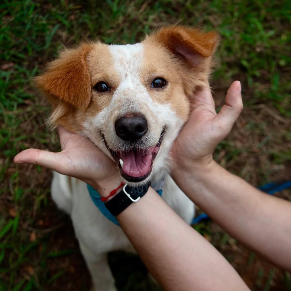 Pitoresco, cachorro de porte pequeno para adoção em São Paulo - SP — foto 5 de 10