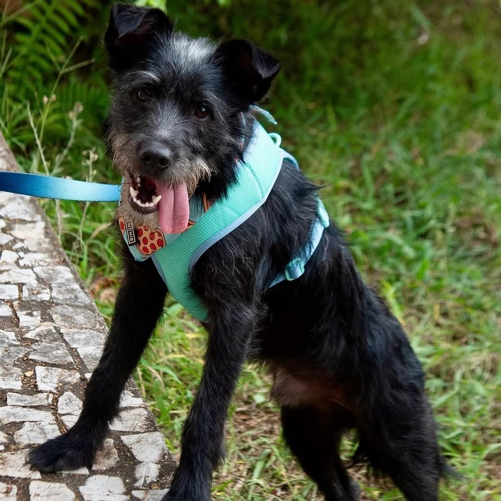 Vini Jr, cachorro de porte pequeno para adoção em São Paulo - SP