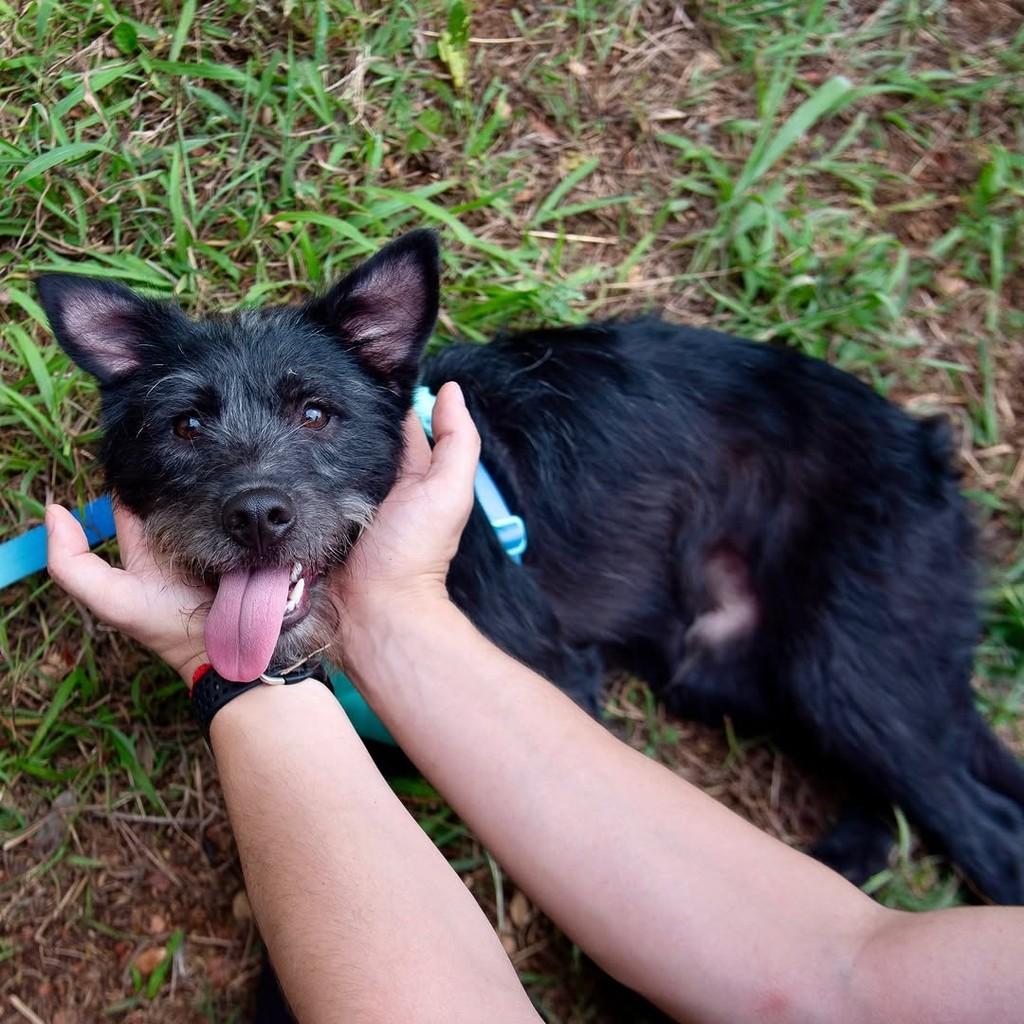 Vini Jr, cachorro de porte pequeno para adoção em São Paulo - SP — foto 2 de 9