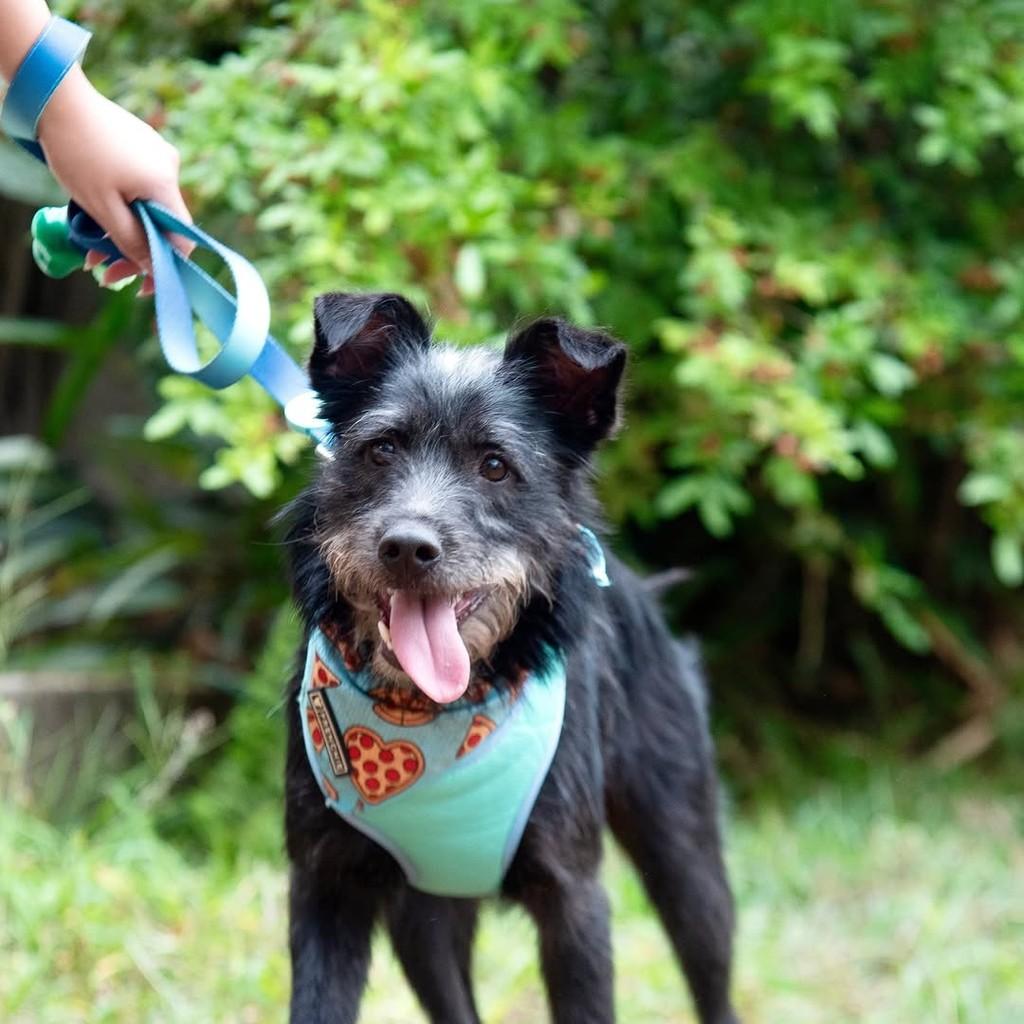 Vini Jr, cachorro de porte pequeno para adoção em São Paulo - SP — foto 3 de 9
