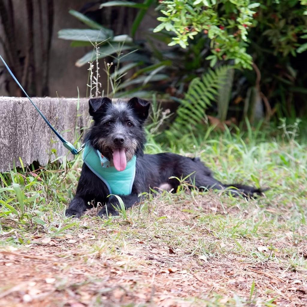 Vini Jr, cachorro de porte pequeno para adoção em São Paulo - SP — foto 4 de 9