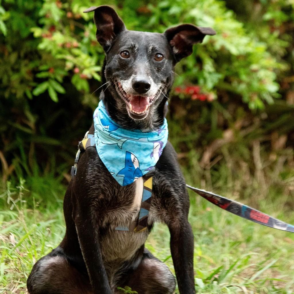 Raio, cachorro de porte médio para adoção em São Paulo - SP