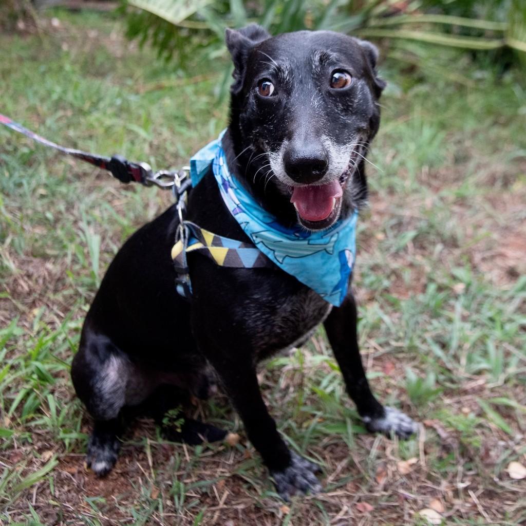 Raio, cachorro de porte médio para adoção em São Paulo - SP — foto 2 de 13