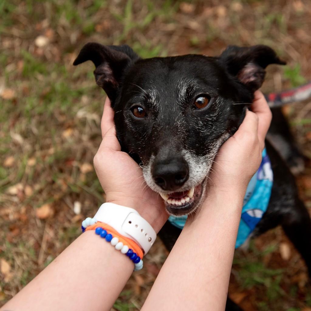 Raio, cachorro de porte médio para adoção em São Paulo - SP — foto 3 de 13