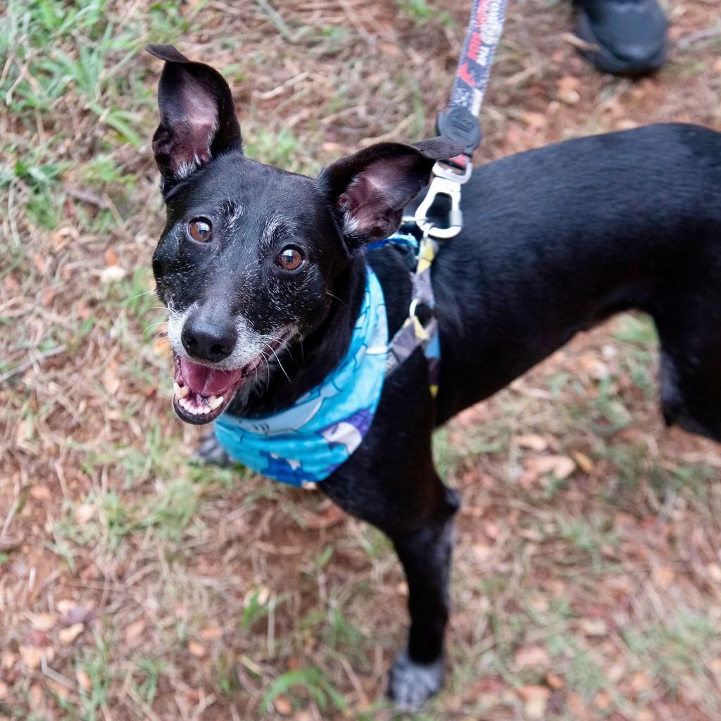 Raio, cachorro de porte médio para adoção em São Paulo - SP — foto 4 de 13