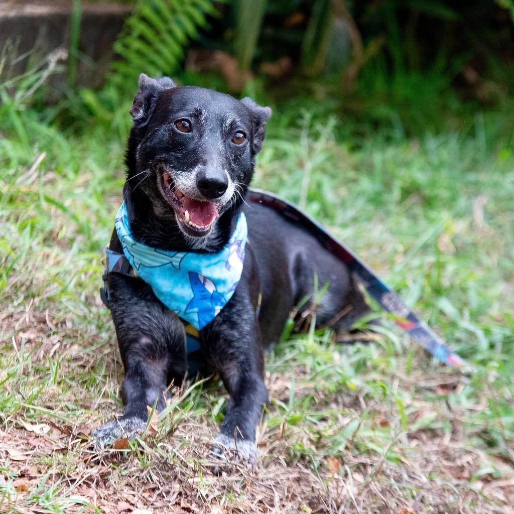 Raio, cachorro de porte médio para adoção em São Paulo - SP — foto 5 de 13