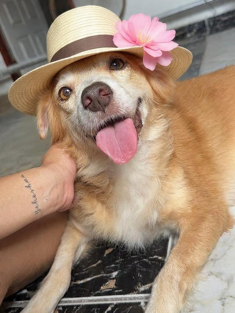Linda, cadela de porte médio para adoção em Belém - PA
