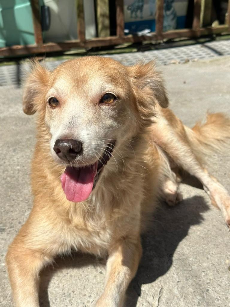 Linda, cadela de porte médio para adoção em Belém - PA — foto 2 de 3