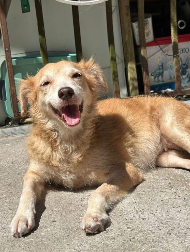 Linda, cadela de porte médio para adoção em Belém - PA — foto 3 de 3