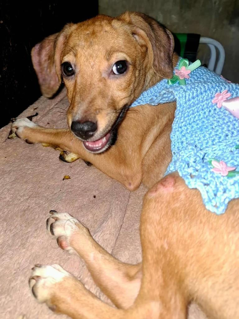 Ela, cadela de porte pequeno para adoção em Belém - PA
