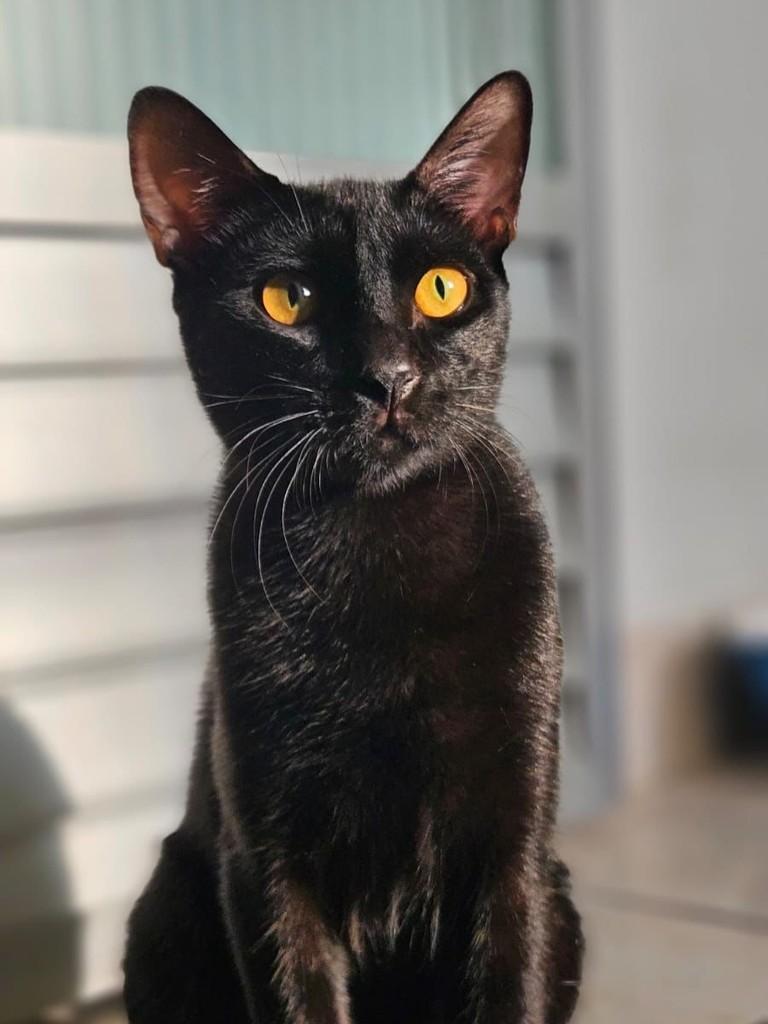 Cooper, gato de porte pequeno para adoção em Belém - PA
