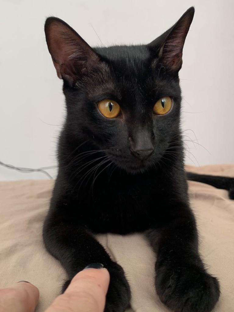 Cooper, gato de porte pequeno para adoção em Belém - PA — foto 2 de 4