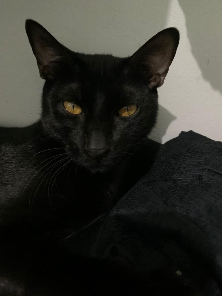Cooper, gato de porte pequeno para adoção em Belém - PA — foto 3 de 4