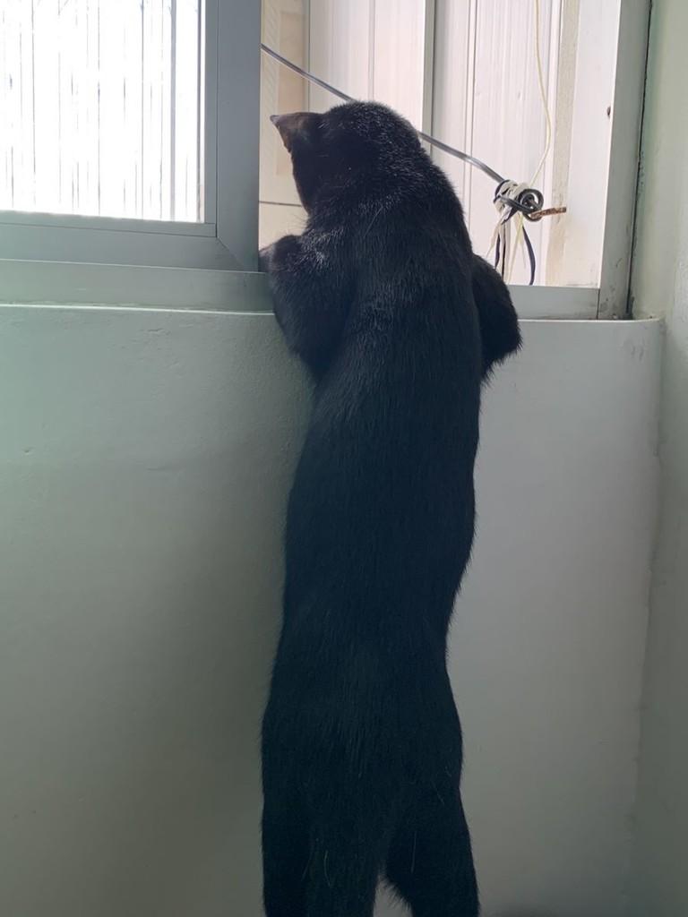 Cooper, gato de porte pequeno para adoção em Belém - PA — foto 4 de 4