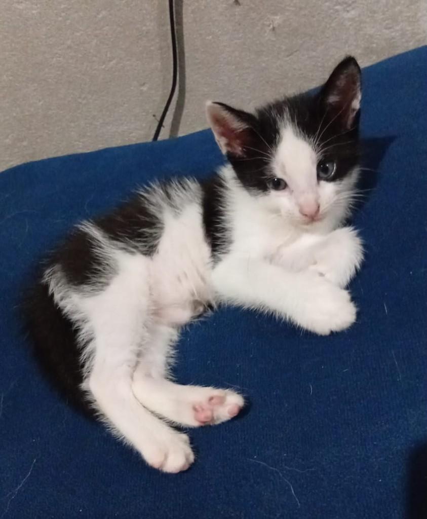 Nome, gata de porte médio para adoção em Belém - PA
