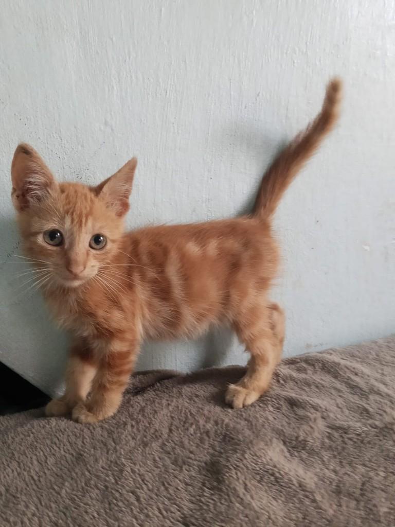 Nome, gata de porte médio para adoção em Belém - PA — foto 2 de 9