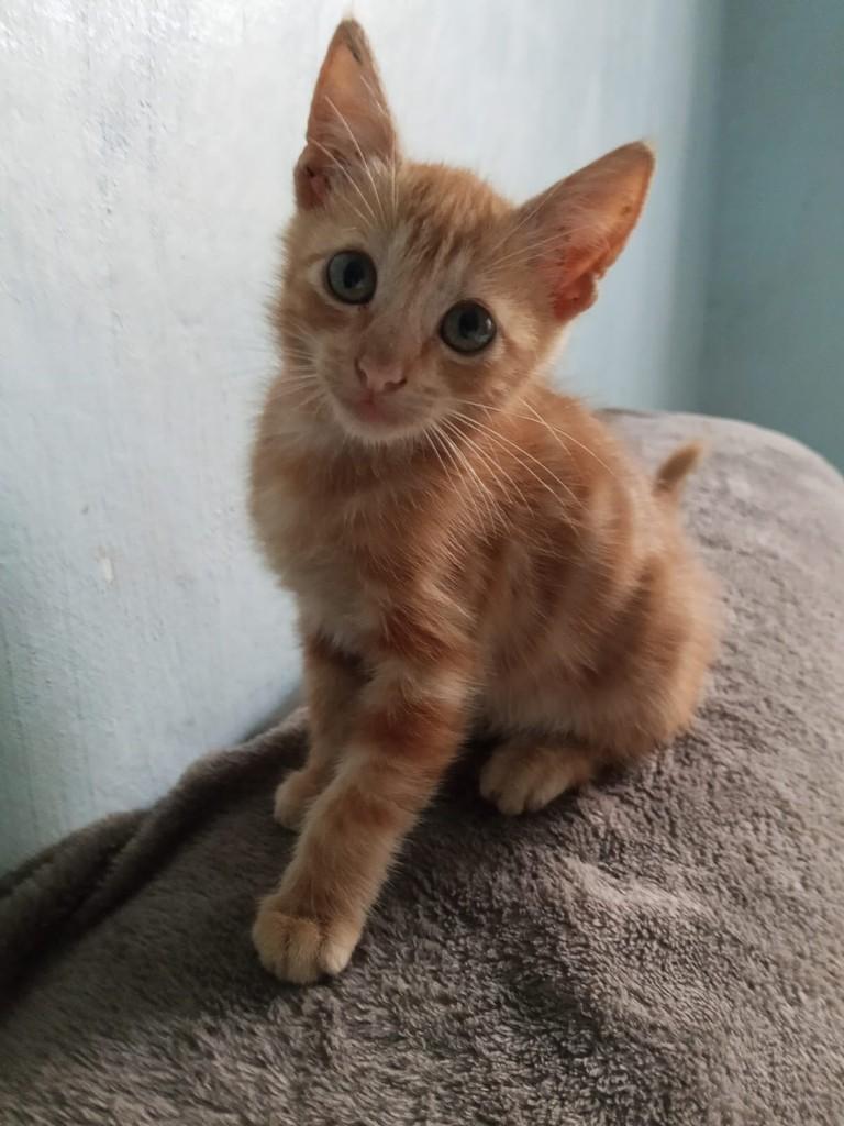 Nome, gata de porte médio para adoção em Belém - PA — foto 3 de 9