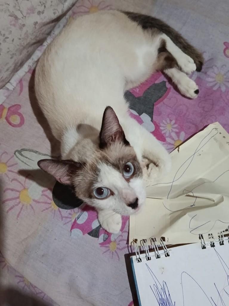 Nome, gata de porte médio para adoção em Belém - PA — foto 4 de 9