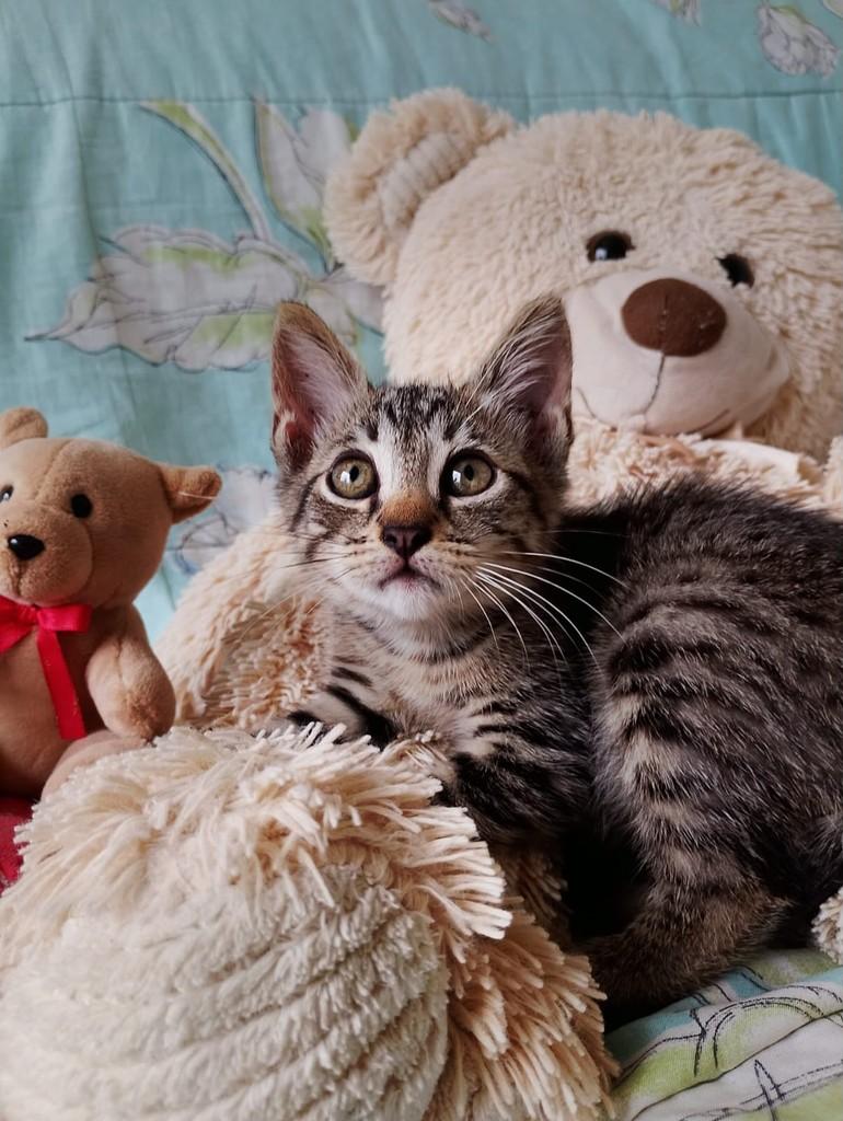 Nome, gata de porte médio para adoção em Belém - PA — foto 5 de 9