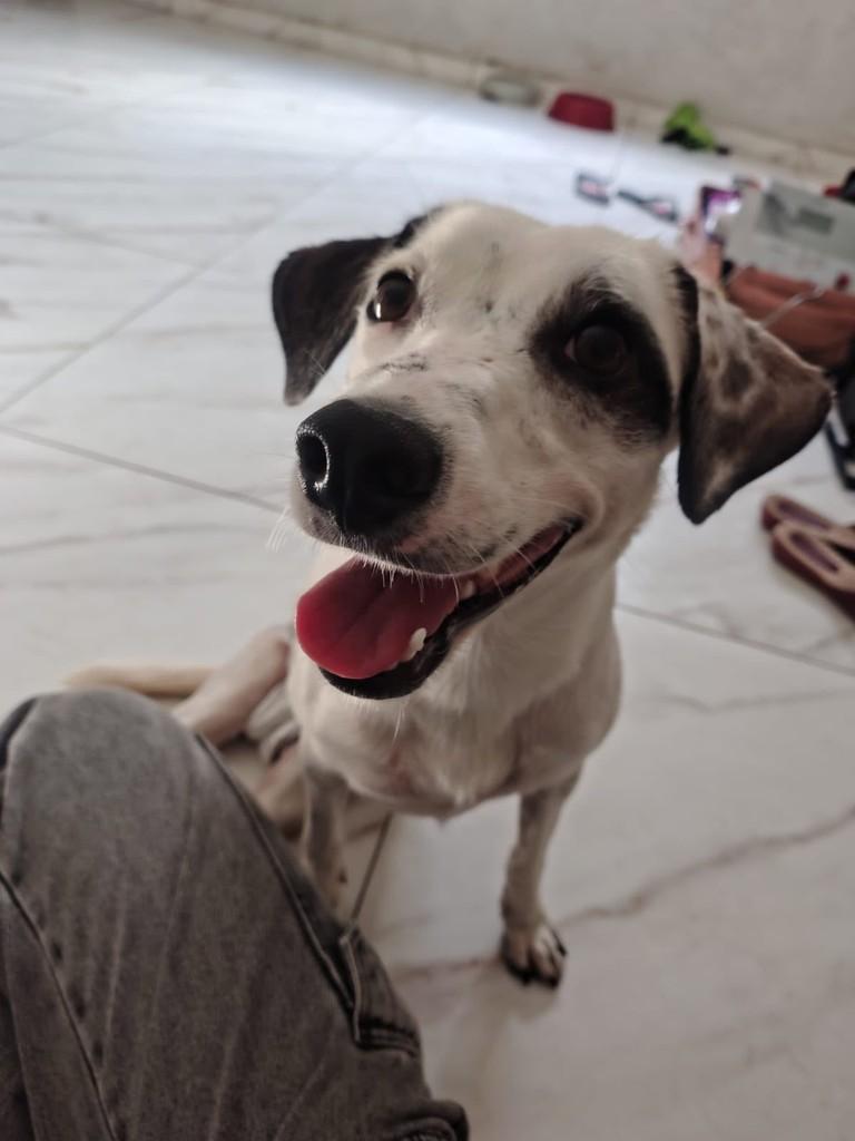 Belinha, cadela de porte pequeno para adoção em Belém - PA