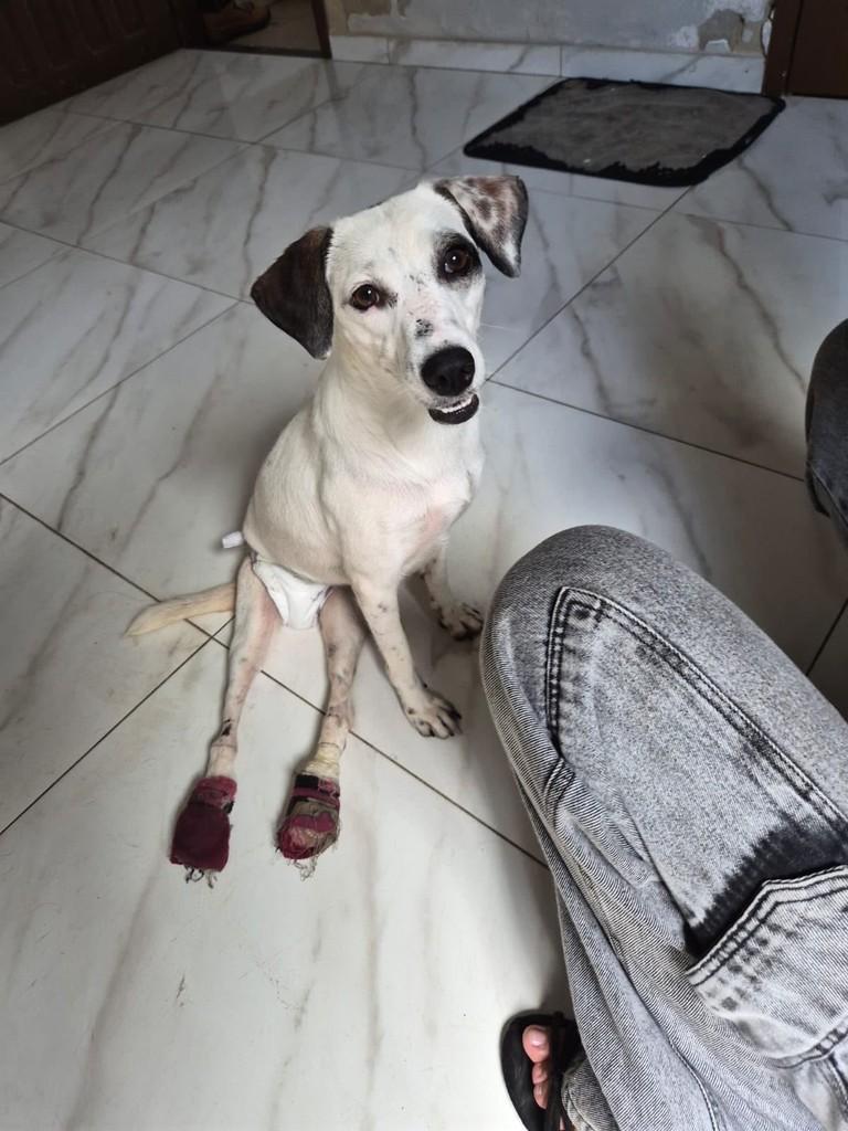 Belinha, cadela de porte pequeno para adoção em Belém - PA — foto 2 de 2