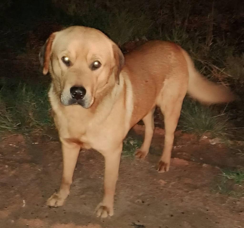 Hércules, cachorro de porte grande para adoção em Ponta Grossa - PR