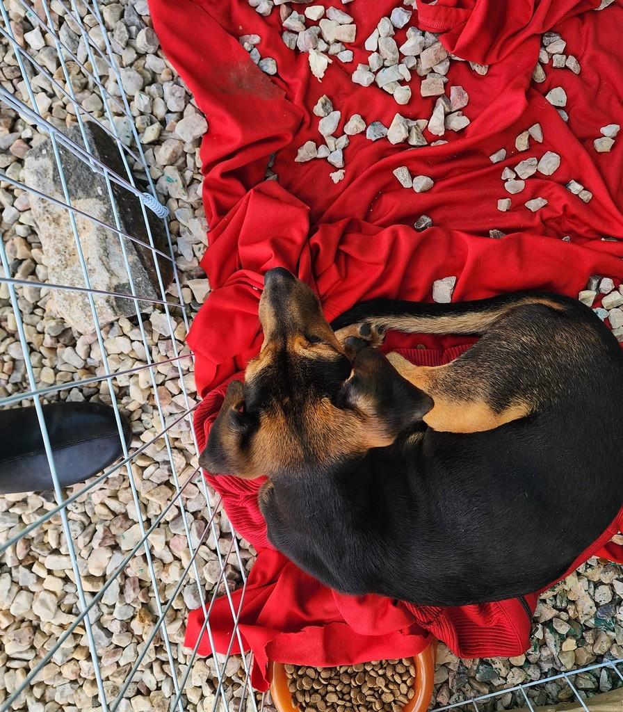 Joy, cadela de porte pequeno para adoção em Santos Dumont - MG