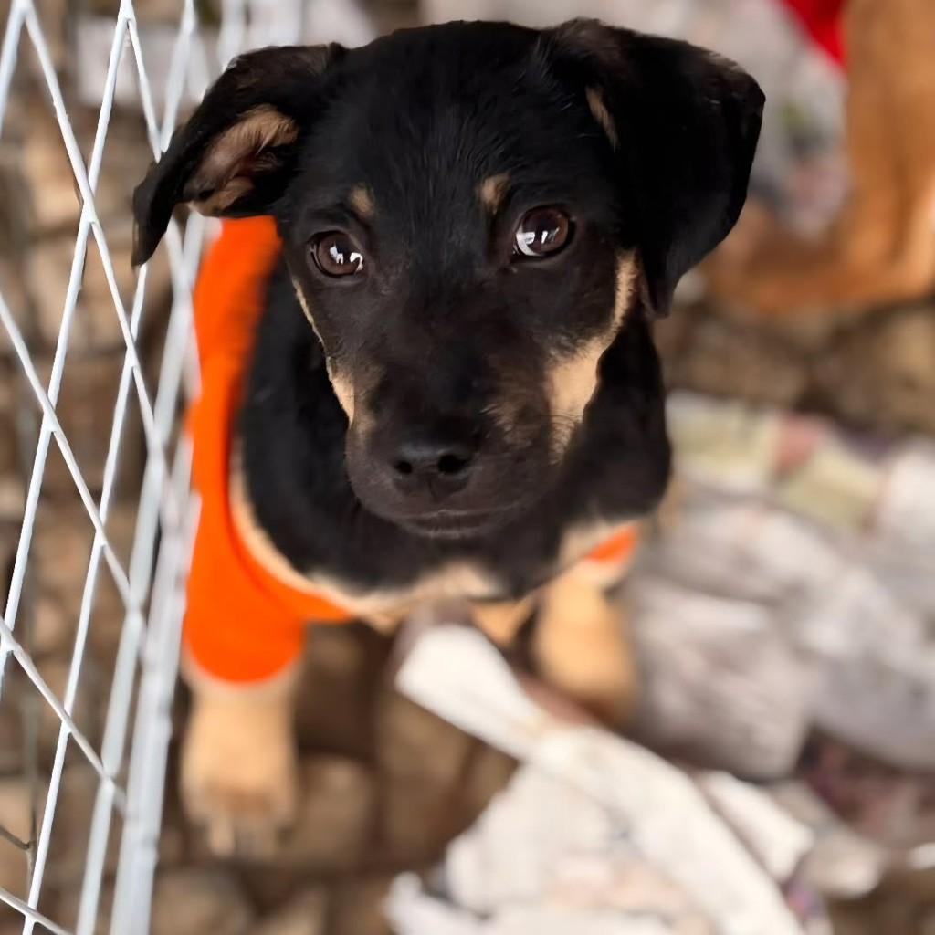 Lully, cachorro de porte médio para adoção em Ponta Grossa - PR