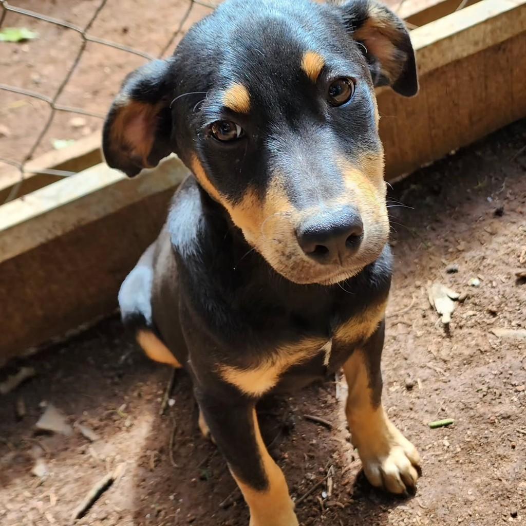 Bob, cachorro de porte pequeno para adoção em Ponta Grossa - PR